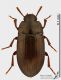 Alphitobius_diaperinus_s.JPG