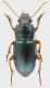 Carabidae_02_Fonrte_Vetica_17-X-2011_11mm_grey.jpg