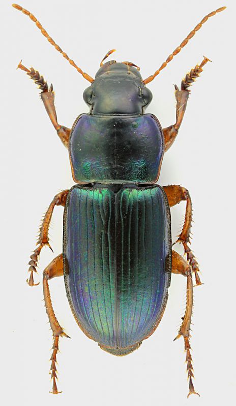 Carabidae_02_Fonrte_Vetica_17-X-2011_11mm_grey.jpg