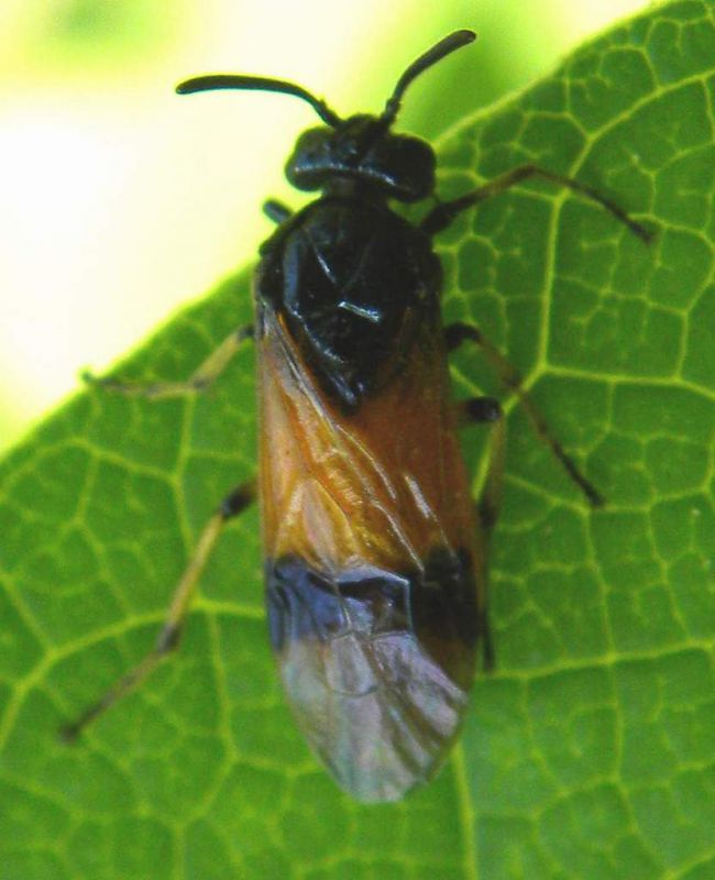 Argidae sp., Lido di Venezia (Alberoni) 24 maggio 2011.jpg