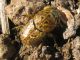 Euoniticellus pallipes_2 20.10.2011 K. Bialik.jpg