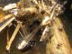 Euoniticellus pallipes_3 20.10.2011 K. Bialik.jpg