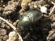 Onitis alexis septentrionalis_2 19.10.2011 K. Bialik.jpg