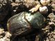 Onitis alexis septentrionalis_3 19.10.2011 K. Bialik.jpg