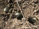 Onitis alexis septentrionalis_4 19.10.2011 K. Bialik.jpg