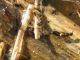 Staphylinidae 20.10.2011 K. Bialik.jpg