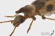 Notoxus_monoceros_ls.JPG