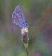 IMGP1214_Lyc_May_sm.JPG