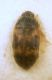 Litargus balteatus J. Leconte, 1856 - Mycetophagidae Mycetophaginae Mycetophagini.JPG