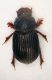 Diastictus  A.Apuane Carrara Resceto (1000) De Giovanni.JPG
