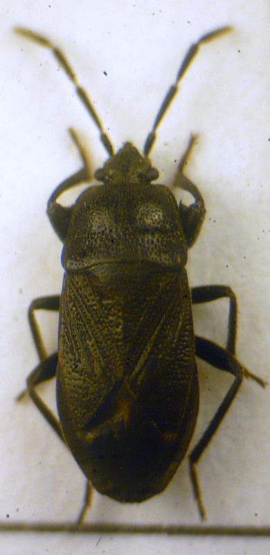 Megalonotus dilatatus (Herrich-Schäffer, 1840)- Lygaeidae.jpg