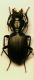 Carabide Licinus01.JPG