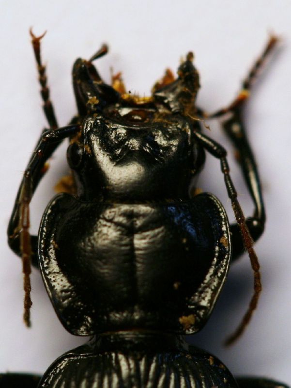 Carabide Licinus2.JPG