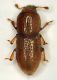 Anommatus foveolatus01.JPG