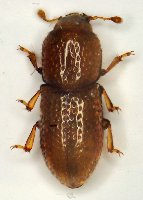 Anommatus foveolatus01.JPG