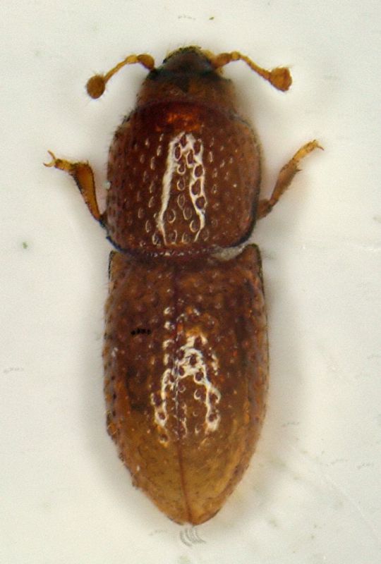 Anommatus foveolatus02.JPG