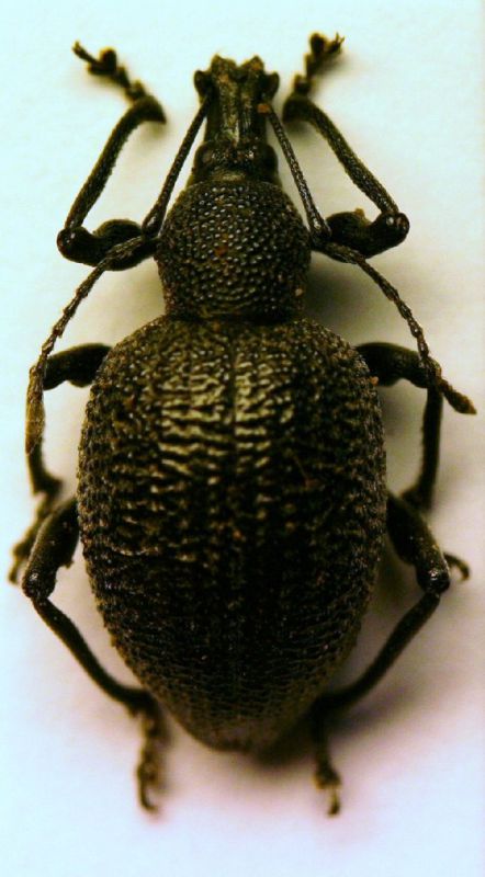 Curculio01.JPG