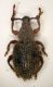 Curculio04.JPG