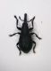 Curculio02.JPG