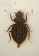 Dasycerus01.JPG