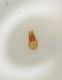 Pselafide03 Bryaxis edeago.JPG