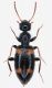 Hirticollis_quadriguttatus_Calasabina_17V2004_3mm_Z-1577 Montage.jpg