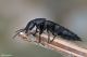 DSC_8794pbase.jpg