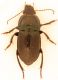 IMG_0912 Carabidae.jpg