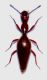 Reitterella fusiformis Semenov, 1891.JPG