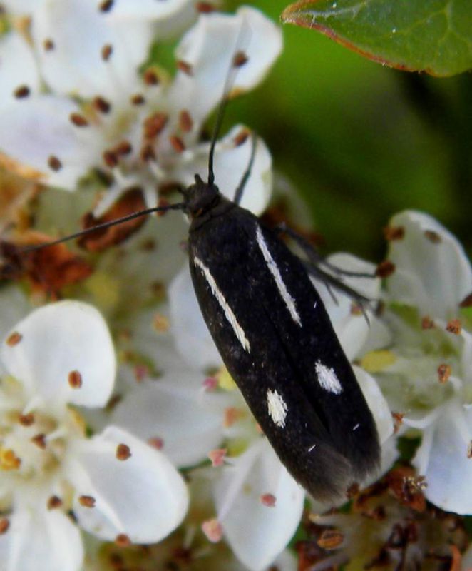 Scythris sp. (Scythrididae) Lido di Venezia (San Nicolò) 17 maggio 2011.jpg