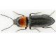 Elateridae 3 (2).JPG