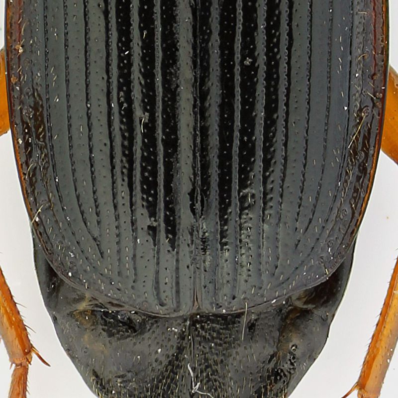 Cymindis_Campo_Imperatore_17-X-2011_11,5mm_part.jpg