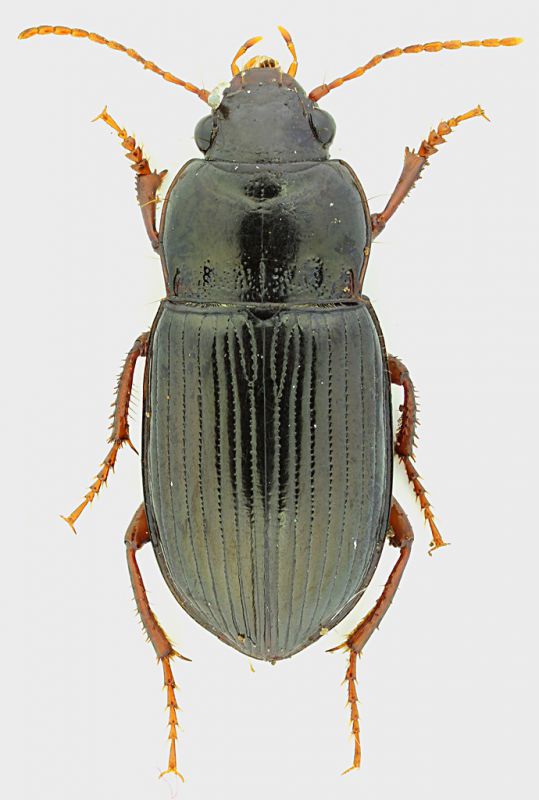 Carabidae_Campo_Imperatore_17-X-2011_7,7mmgrey.jpg