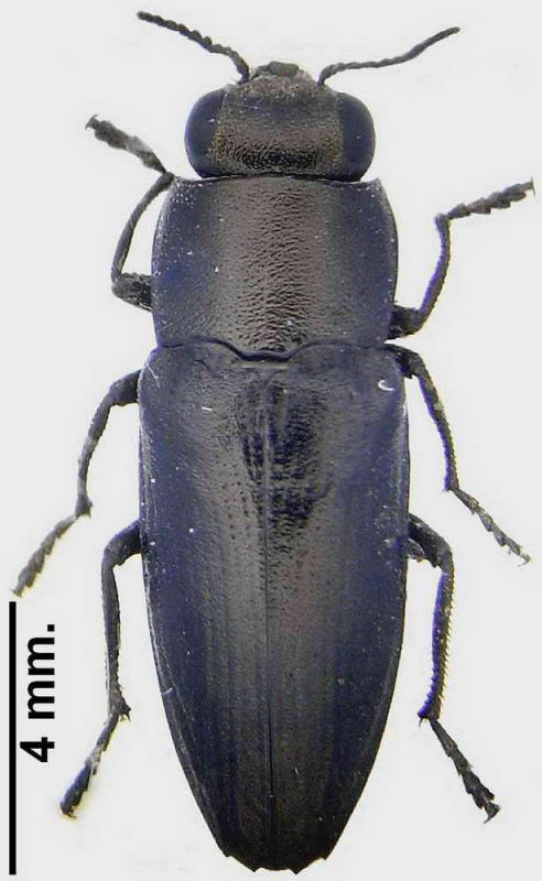 Sphenoptera habitus.jpg