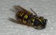 DSCN1883 - Copia.JPG