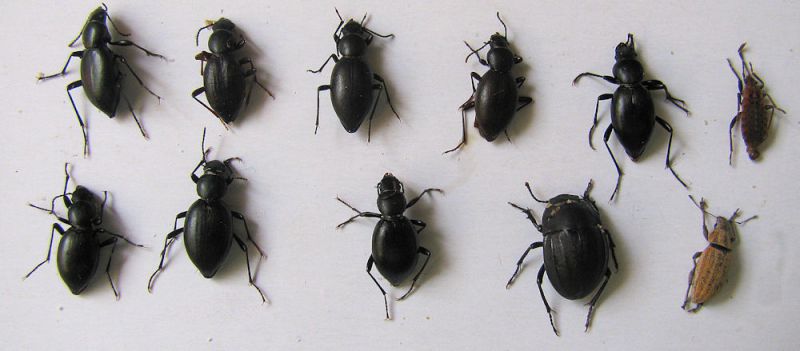 Temtyria orbiculata, Erodius gibbus, curculionidae K. Haim 24,10.2011.jpg