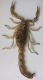 Compsobuthus werneri  judaicus.jpg