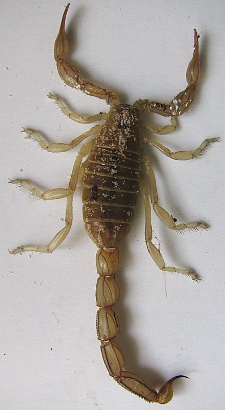 Compsobuthus werneri judaicus.jpg