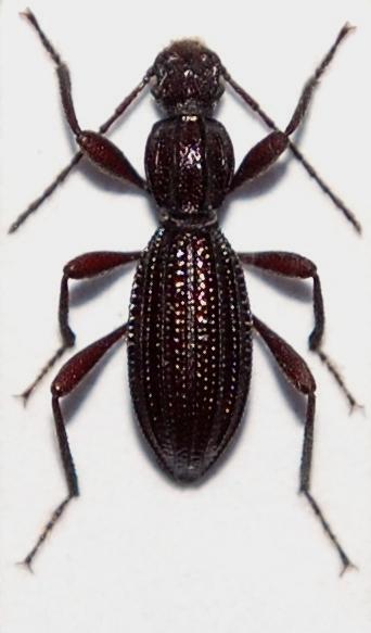 Leptodes schusteri Reitter, 1916.JPG