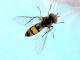 Syrphidae_Melanostoma_Farnia.jpg