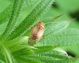 Miridae-Pinalitus cervinus-IMG_14822m-29 04 09.jpg