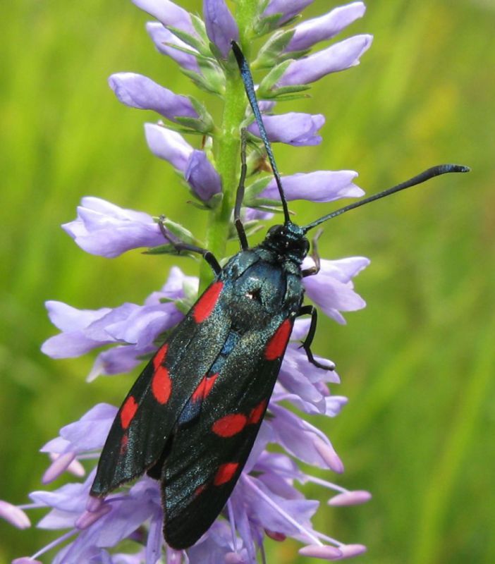 Zygaena sp. 3.jpg