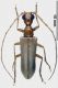 Vesperus conicicollisrec.jpg
