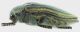 Julodis_nemethi_2_grey.jpg