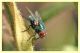 Lucilia sp. (1).JPG