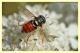 Tachinidae.JPG
