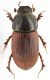 Aphodius (Sigorus) porcus.JPG