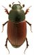 Aphodius (Sigorus) porcus 2.jpg