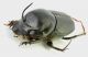 Onthophagus_taurus_grey.jpg