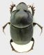 Onthophagus_taurus_Latina_Lido_24-X-2011_9,6mm_grey.jpg